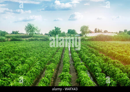 Des plantations de patates poivron bulgare. L'agriculture et l'agriculture. La culture, les soins et la récolte. Croître et la production de produits agricoles fo Banque D'Images