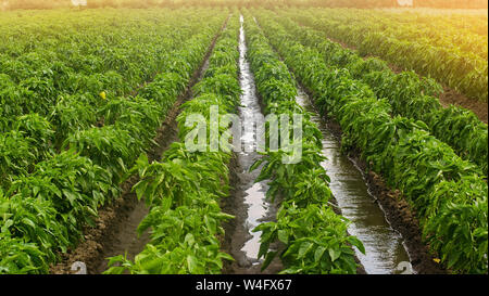 L'arrosage des plantations traditionnelles de poivre. L'agriculture et l'agriculture. La culture, les soins et la récolte. Cultiver des produits agricoles destinés à la vente. Irrigation d'économie Banque D'Images