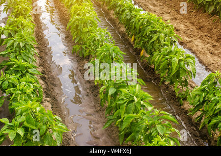 L'arrosage des plantations traditionnelles de poivre. L'agriculture et l'agriculture. Arrosage et prendre soin des plantes, l'engrais, la culture. L'eau d'irrigation économes en Banque D'Images