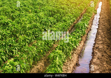 L'arrosage des plantations traditionnelles de poivre. L'agriculture et l'agriculture. La culture, les soins et la récolte. L'enregistrement d'eau d'irrigation dans les régions arides. Belle Banque D'Images