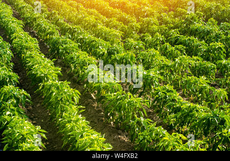 Lignes d'une plantation de buissons de poivron bulgare. L'agriculture et l'agriculture. La culture, les soins et la récolte. Augmenter la production et d'agricult Banque D'Images