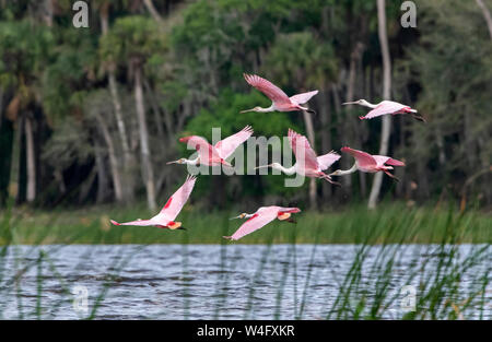 Roseatte Spoonbill (Platalea ajaja). Myakka River State Park, en Floride. Le crépuscule. Banque D'Images