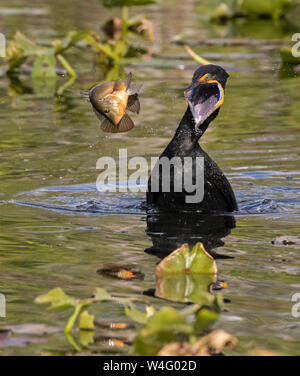 Cormoran à aigrettes (Phalacrocorax auritus). Le Parc National des Everglades, en Floride. Banque D'Images