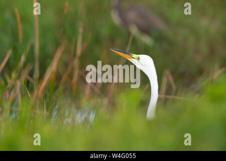 Grande Aigrette (Ardea alba). Le Parc National des Everglades, en Floride. Banque D'Images