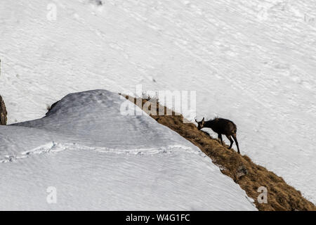 Chamois, Gämse (Rupicapra rupicapra) Banque D'Images