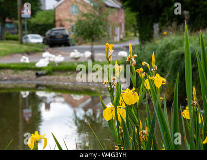 Iris fleurs jaunes qui poussent sur le bord d'un étang à canards village Banque D'Images