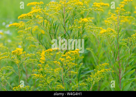 Solidago canadensis Verge d'or du Canada Gros plan fleurs jaune Banque D'Images