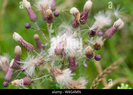 Des têtes de graine de Cirsium arvense fleurs sauvages closeup Banque D'Images