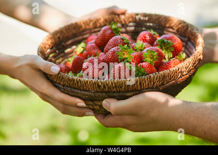 Portrait de couple holding panier en osier avec des fraises sucrées Banque D'Images