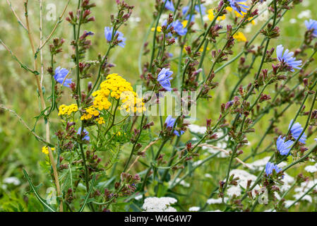 Des fleurs en été pré, Pologne, Europe Banque D'Images