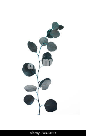 Branche d'eucalyptus décoratif vert isolated on white Banque D'Images