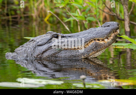 Alligator Alligator mississippiensis (). Le Parc National des Everglades, en Floride. Banque D'Images