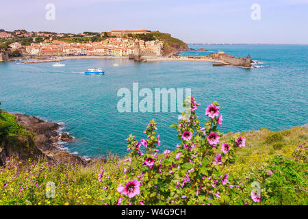 Panorama du port de Collioure, Languedoc-Roussillon, France, Europe du Sud. Ville ancienne avec de vieux château sur la côte vermeille de la Côte d'azur. Célèbre Banque D'Images