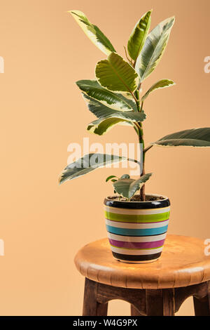 Plante avec des feuilles vert clair en forme de pot de fleurs colorées sur tabouret de bar en bois isolé sur beige Banque D'Images