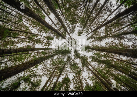 Vagamon, Kerala, Inde- 07 juillet 2019 : Forêt de pins à Vagamon hills Banque D'Images