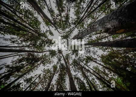 Vagamon, Kerala, Inde- 07 juillet 2019 : Forêt de pins à Vagamon hills Banque D'Images