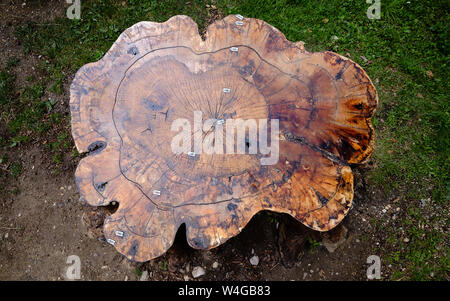 Conserves de grande souche d'arbre, stratifiés, avec l'indicateur années depuis la naissance de l'étiquette en 1880 afin de réduire de 2014 Banque D'Images