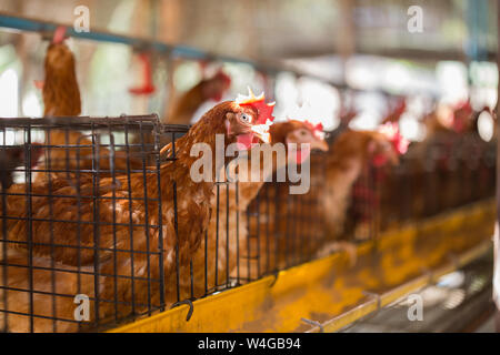 Les œufs des poules pondeuses dans des cages ,ferme industrielle Banque D'Images