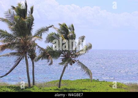 Trois palmiers dans le vent en face des eaux bleues de l'Océan Atlantique sur les îles Turques et Caïques. Banque D'Images