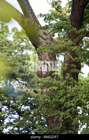Chouette hulotte dans le trou d'arbre, Allemagne Banque D'Images