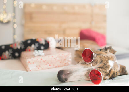 Fatigué Greyhound lying on bed with Christmas present portant des lunettes Banque D'Images