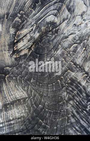 La surface du bois, le bois de teck, Tectona grandis, full frame Banque D'Images