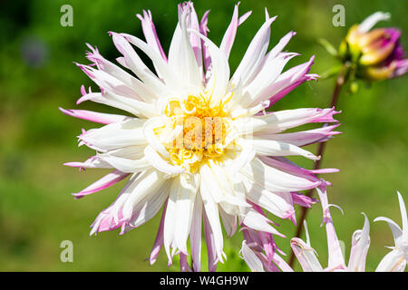 La fleur d'un dahlia 'Marlene Joy' Banque D'Images