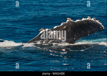 Rorqual à bosse, Megaptera novaeangliae, regarder dans Harvey Bay, Queensland, Australie Banque D'Images