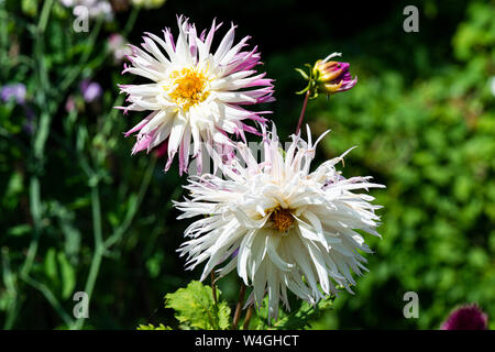 La fleur d'un dahlia 'Marlene Joy' Banque D'Images