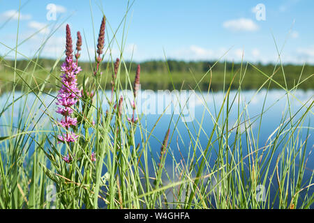 Allemagne, Bade-Wurtemberg, Villingen-Schwenningen, Schwenninger Moos, la salicaire pourpre, Lythrum anceps Banque D'Images