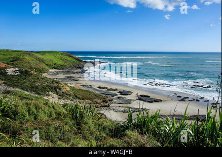 Dans le magnifique littoral Arai-Te-Uru Recreation Reserve, Hokianga harbour, Westcoast Northland, North Island, New Zealand Banque D'Images
