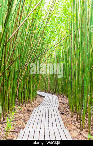 Forêt de bambou, Pipiwai Trail, le Parc National de Haleakala, Maui, Hawaii, USA Banque D'Images