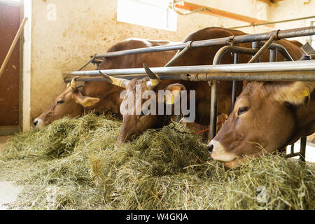 Les vaches mangent du foin dans stable Banque D'Images