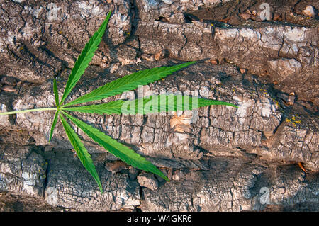 Cannabis vert feuille sur l'arrière-plan d'une texture rugueuse écorce de l'arbre vue supérieure Banque D'Images