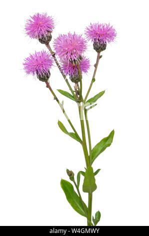 Cirsium arvense flower isolated on white background Banque D'Images