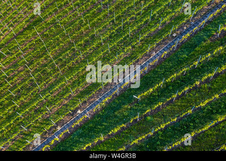 Vue aérienne sur les vignobles à Kappelberg au printemps, Berlin, Allemagne Banque D'Images