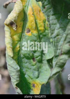 Au début de la feuille de tomate-bactérien, Alternaria solani Banque D'Images