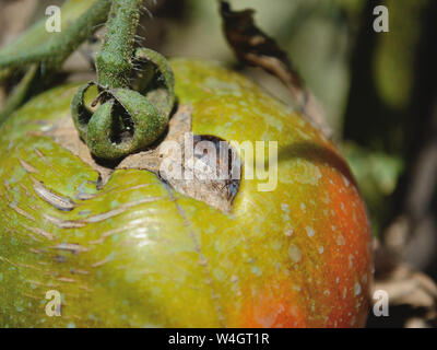 Au début de la tomate-bactérien, Alternaria solani Banque D'Images