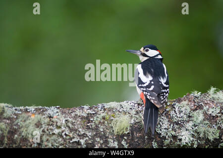 L'Écosse, pic perching on tree trunk Banque D'Images