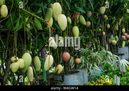 Mangue fraîche sur l'arbre dans le verger. Pépinière de mangue fraîche de mangue, l'usine du Bangladesh manguier jardin Banque D'Images