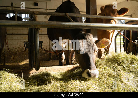 Vaches dans stable Banque D'Images