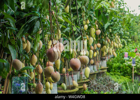 Mangue fraîche sur l'arbre dans le verger. Pépinière mango mango bangladais, manguier jardin des Plantes Banque D'Images