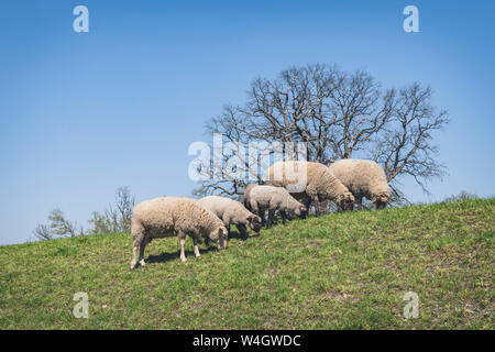 Moutons sur la digue de l'Elbe, Basse-Saxe, Allemagne Banque D'Images