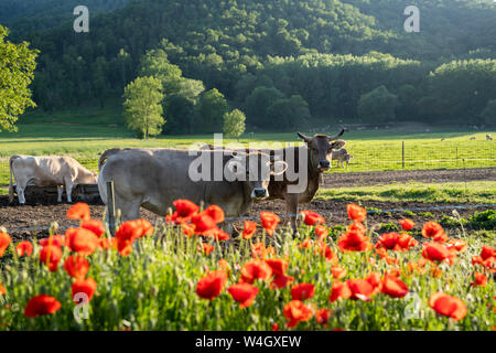 Les vaches au pâturage derrière coquelicots, Garrotxa, Espagne Banque D'Images