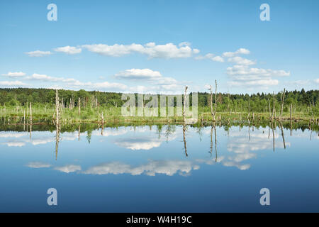 Allemagne, Bade-Wurtemberg, Villingen-Schwenningen, Schwenninger Moos Banque D'Images