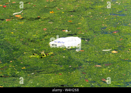 Un sac en plastique flotte dans l'étang et l'origine de la pollution de l'eau - la pollution de l'environnement et d'élimination des déchets concept. Banque D'Images