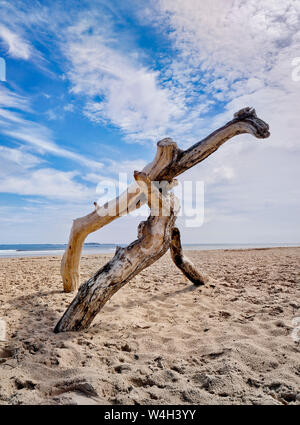 Driftwood, Bamburgh Northumberland, Banque D'Images