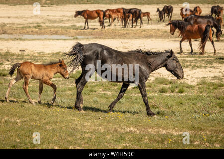 Les chevaux sont sur la route. Derrière le paysage de steppe,au printemps Banque D'Images
