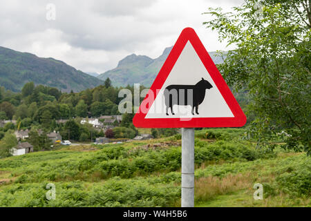 Moutons sur la panneau d'avertissement à Great Langdale Valley près de Lake Road, Lake District, Cumbria, England, UK Banque D'Images