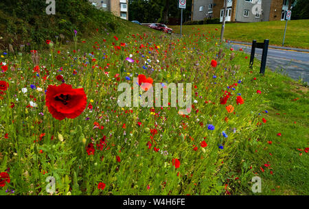 Une frontière de fleurs sauvages. Banque D'Images